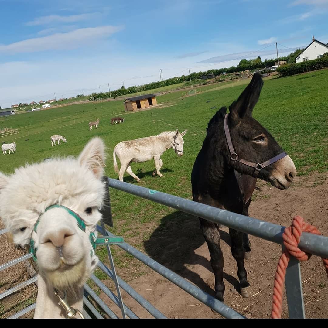 Clio trying to teach the donkeys how to pose for a photo📷

If you would like to support our alpacas and our other animals please click here: justgiving.com/crowdfunding/c… ❤