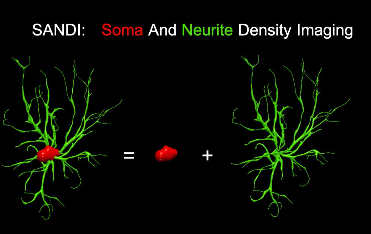 Even if a bit late, I'm pleased to introduce the official twitter digest of our recent  @Neuroimage_EiC paper on SANDI: Soma And Neurite Density Imaging ( https://doi.org/10.1016/j.neuroimage.2020.116835), joint work with  @AndradaIanus  @GuerrMic  @luso_dnunes  @fishpiechicken  @ShemeshL  @garyhuizhang(1/9)