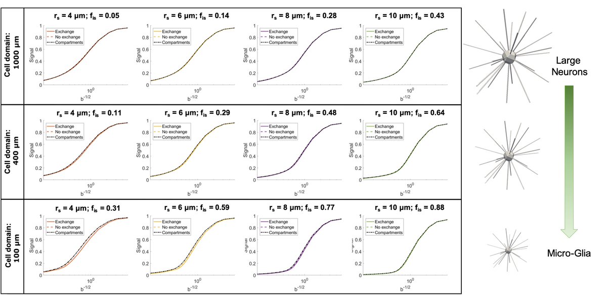 With numerical simulations, we showed that for simple PFG experiments soma has a specific signature at short diffusion times (<~20 ms) and high b (>3 ms/um2). Moreover, under these conditions, the exchange soma<->neurites can be neglected for most of the brain cell types (3/9).