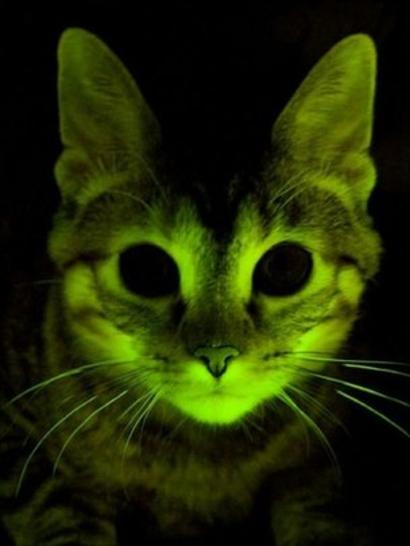 ظاهرة الوميض - Fluorescent 
من شروط المركب حتى يظهر الوميض أن يحوي بعضا مما يلي:
1- Aromatic systems
2- molecules with conjugated double bonds
3- carbonyl compounds
4- condensed heterocyclic systems
والجزء المسؤول عن الوميض يسمى فلوروفور
* صورة لقطة حقنت بمركبات لها خاصية الوميض