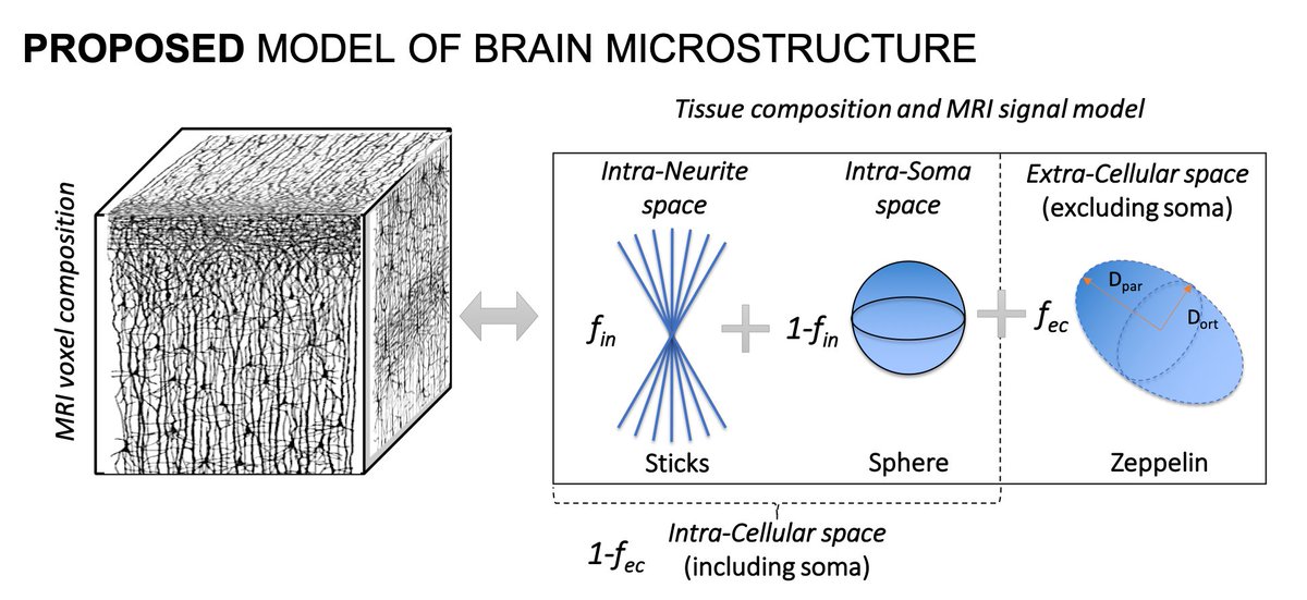 These findings support the use of a simple non-exchanging three-compartment model (SANDI) to effectively characterize the main contributors to the dMRI signal in neural tissue: intra-soma (as sphere), intra-neurite (as sticks) and extra-cellular space (as Gaussian/tensor). (4/9)