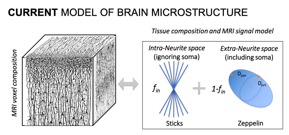 This is a major departure from the current standard two-compartment model of neural tissue (5/9)