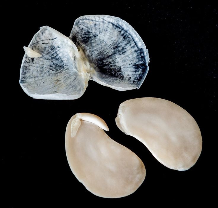 Mechanical Dormancy is a result of low Embryo growth potential or seed coat being too Hard and as a result failing to allow the embryo to expand while germinating