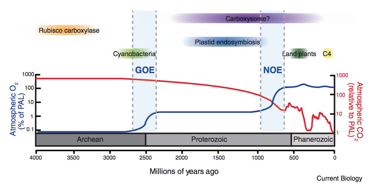 Today& #39;s atmopshere, however, contains ≈21% O2. Though we are used to talking about rising CO2 levels (true fact), it& #39;s also the case that geologic processes sequestered CO2 over very long times so that present-day CO2 levels (0.04%) are quite low in a historical sense.