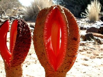 Hydnora africana
 Es una planta parasitaria que crece en el continente africano, en unas pocas regiones de sudamérica y también centroamérica. Esta planta emite un olor fétido al igual que otras, el cual le permite atrapar a sus presas. Sus frutos son muy sabrosos.