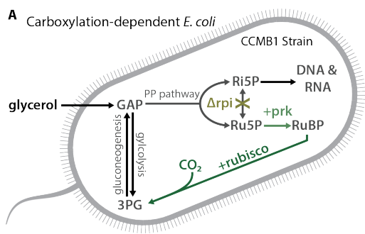 *BUT* E. coli is a heterotroph and doesn& #39;t need rubisco for any reason, so we designed a mutant strain that needs rubisco carboxylation to plug a little hole we made in its central metabolism.