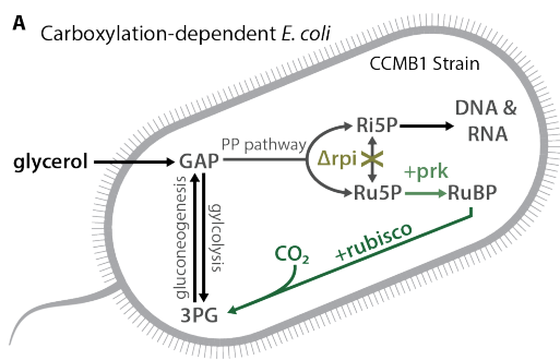 *BUT* E. coli is a heterotroph and doesn't need rubisco for any reason, so we designed a mutant strain that needs rubisco carboxylation to plug a little hole we made in its central metabolism.