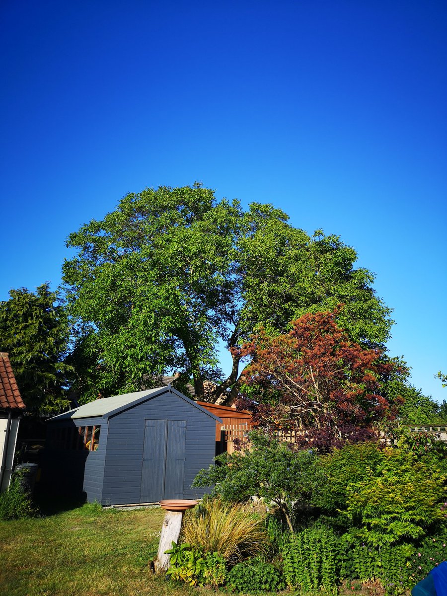 Kirsty0076's tweet image. This beautiful old Walnut Tree has been standing for almost 100 years, gorgeous tree...how do I find out if it has a preservation order on it? #treepreservation #naturalenglishtree #walnut