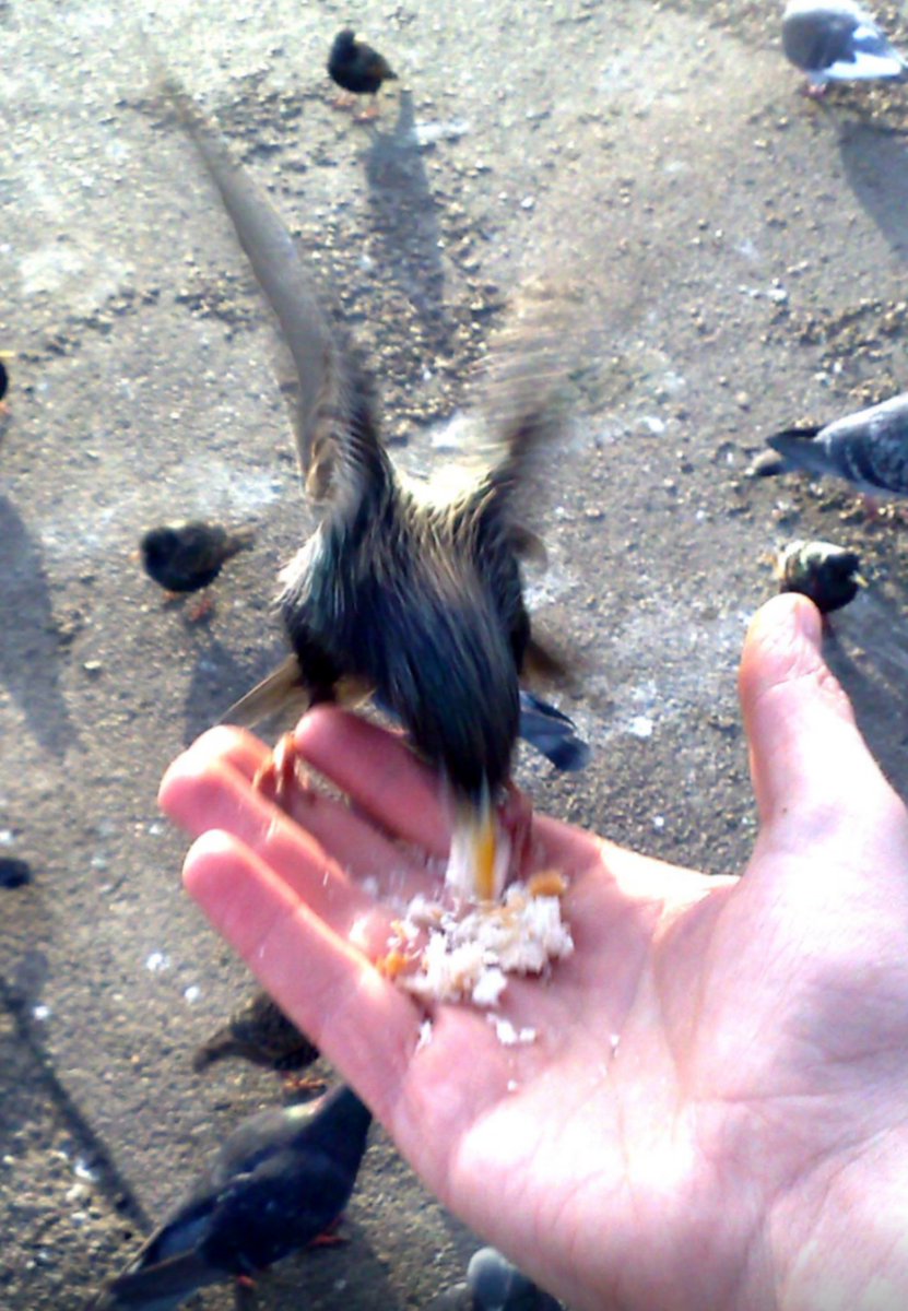 Londoners: is there still a big flock at Kensington Gardens? I used to hand feed them for ages. Probably in a hundred tourists' photos entitled "look at this mad tall bastard"