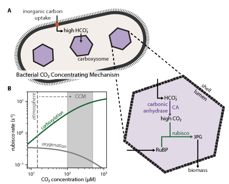 Today, all Cyanobacteria and many Proteobacteria have a CCM that is based on two crucial features: (i) energized inorganic carbon uptake and (ii) very large protein organelles (~100 nm) called carboxysomes that encapsulate rubisco with a carbonic anhydrase enzyme.