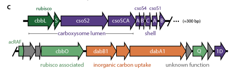 That screen highlighted a single genomic locus that encodes all the activities required for the CCM, at least in principle.