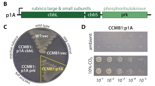 We call the strain CCMB1 for CCM background 1. When we give it rubisco and phosphoribulokinase, it can grow in glycerol media but *only in elevated CO2*.