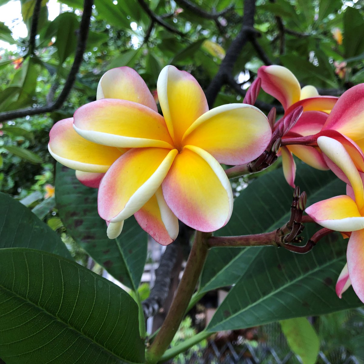 suzejp's tweet photo. Plumeria
「Nebel’s Rainbow／Lei Rainbow」
ネベルズ・レインボーの花弁の色は、白地に、鮮やかな黄色で、表と裏に赤色の帯があり、虹のような色合い。花弁の形は、幅広の楕円形で先端が丸く、肉厚。甘い香り。この花は長持ちするのでレイの素材として人気があります。
Liliuokalani Gardensで撮影。 https://t.co/VIuD2IrkjX
