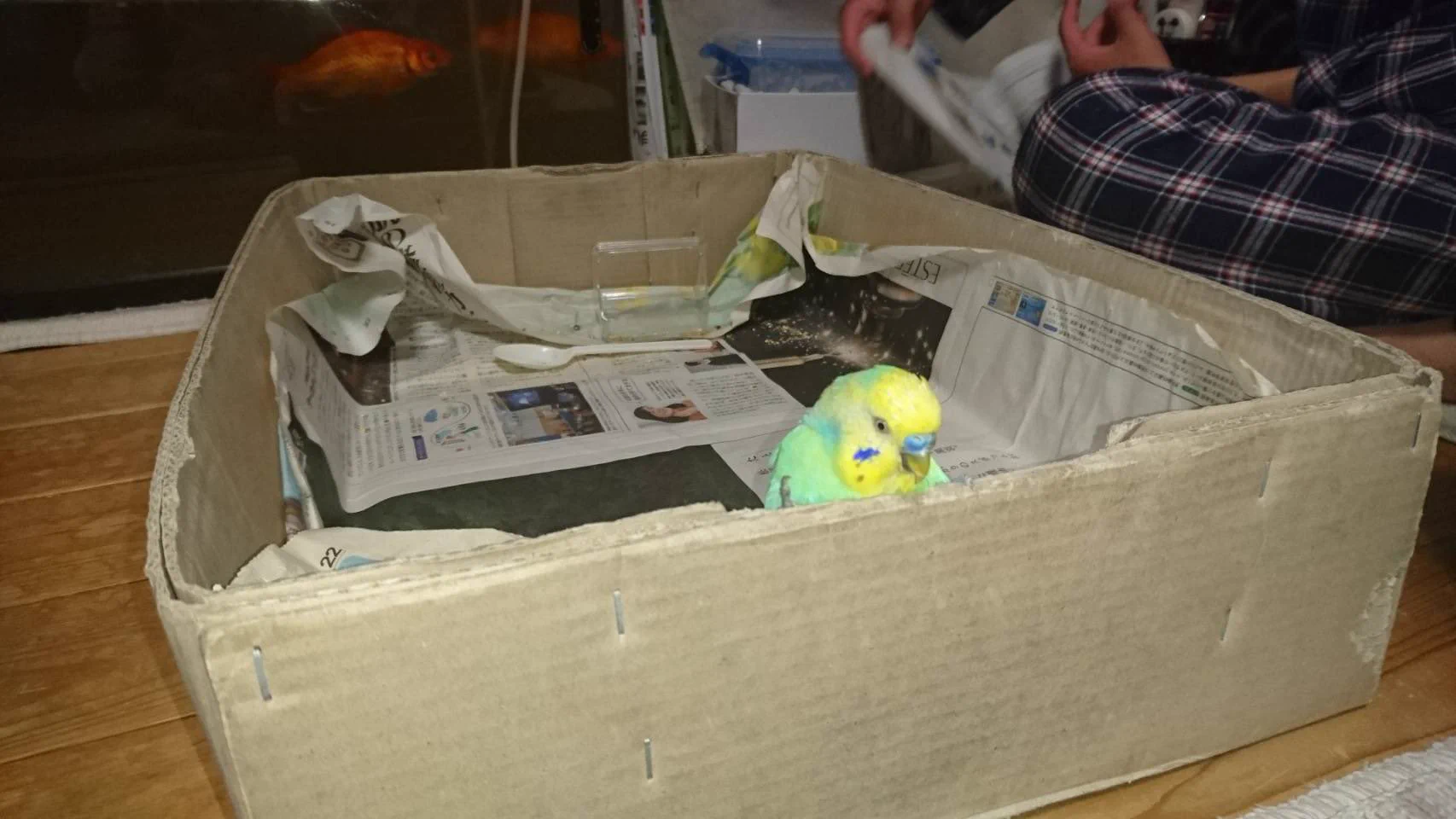 @InkochanP 私が昔飼ってたインコにそっくりだ… 