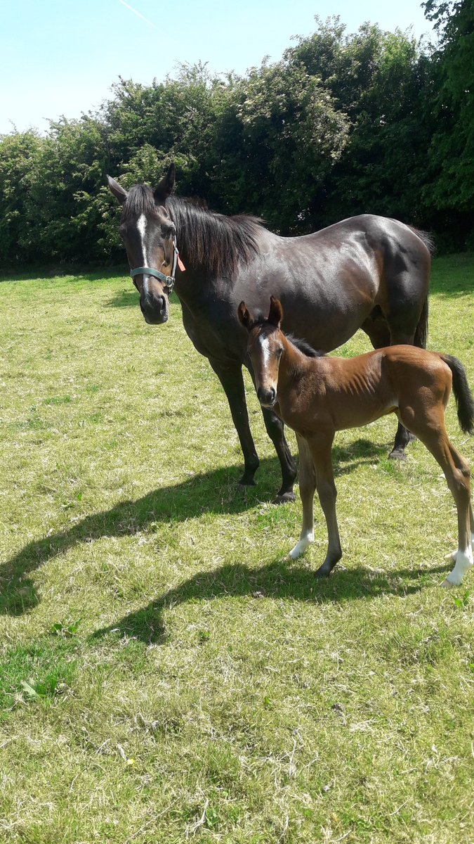 Grade 3 winner Back Of The Pack with her 2 day old filly by Marcel