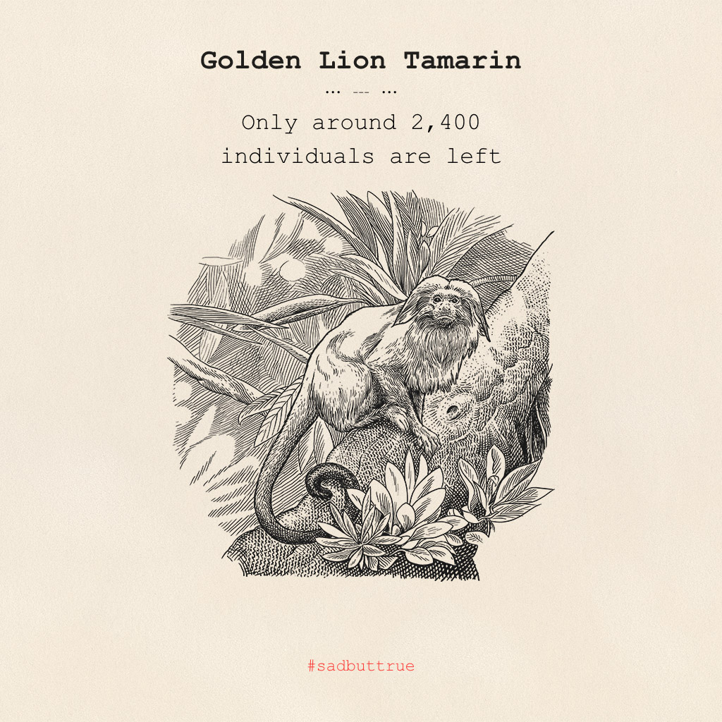 After ten years of making our Monkey 47, it is time to give something back.
That’s why for the next weeks we are giving exposure to an urgent matter: saving endangered primates from extinction. We are going to reveal more in the next couple of days!
fal.cn/38kHl