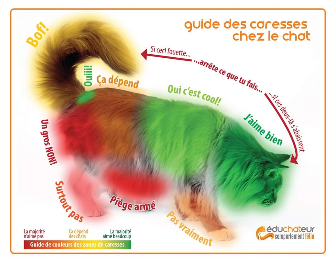 Educhateur's tweet photo. Voici un petit guide visuel illustrant comment caresser un chat : ce qu’il aime bien, ce qu’il tolère et ce qu’il n’apprécie pas! 
Il s’adresse autant aux familles qu’aux professionnels et qu'à tous ceux qui désirent éduquer leur entourage. N'hésitez-pas à le partager. #chats https://t.co/tAbuWgs3Fn