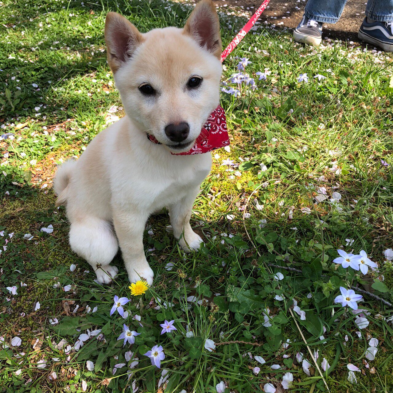 柴犬 凪のお暇 5月25日ハーフバースデーを迎えました 体重4 6kg 小さめなのかな 豆柴ちゃんではないけれど お散歩中よく豆ちゃんですか と聞かれます あと 茶が強めなので 何犬ですか と笑 白柴の女の子です どうか健やかに長生きしてね