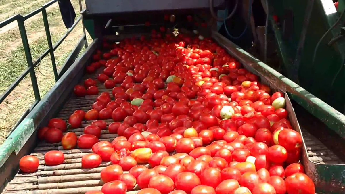 🍅⏳ Prever la productividad y calidad de los cultivos por hectárea, determinando la fecha idónea de recolección es una función clave que te aporta #Solania

¿Quieres tener información de recursos, rendimiento y precios?

Toma contacto ‍ +34 649 111 679#inteligenciaartifical