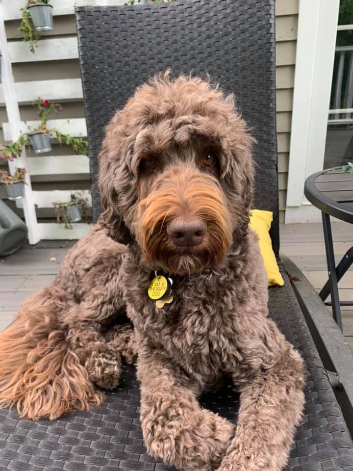 #TDIDogsWorkingFromHome
#KeepingInTouch
#VisitingInADifferentWay 

Ozzy just lounging around.