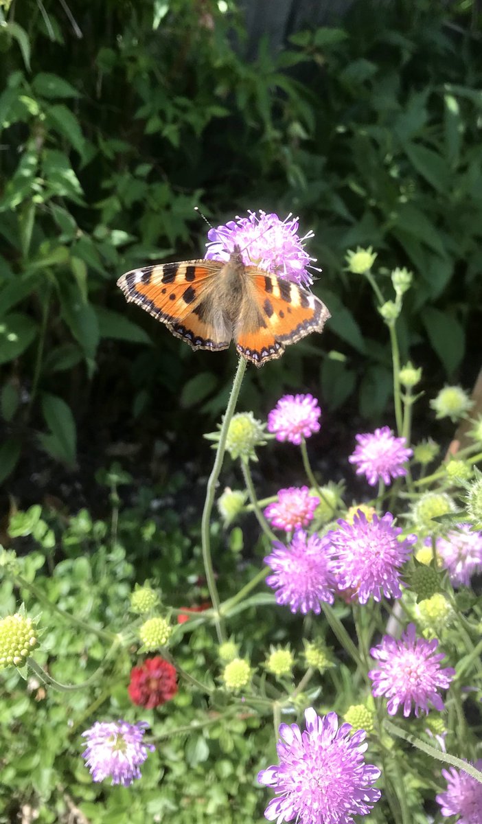annybrackx's tweet photo. Last year hardly any #tortoiseshells; lovely to see them back https://t.co/wQNHHpRD9f