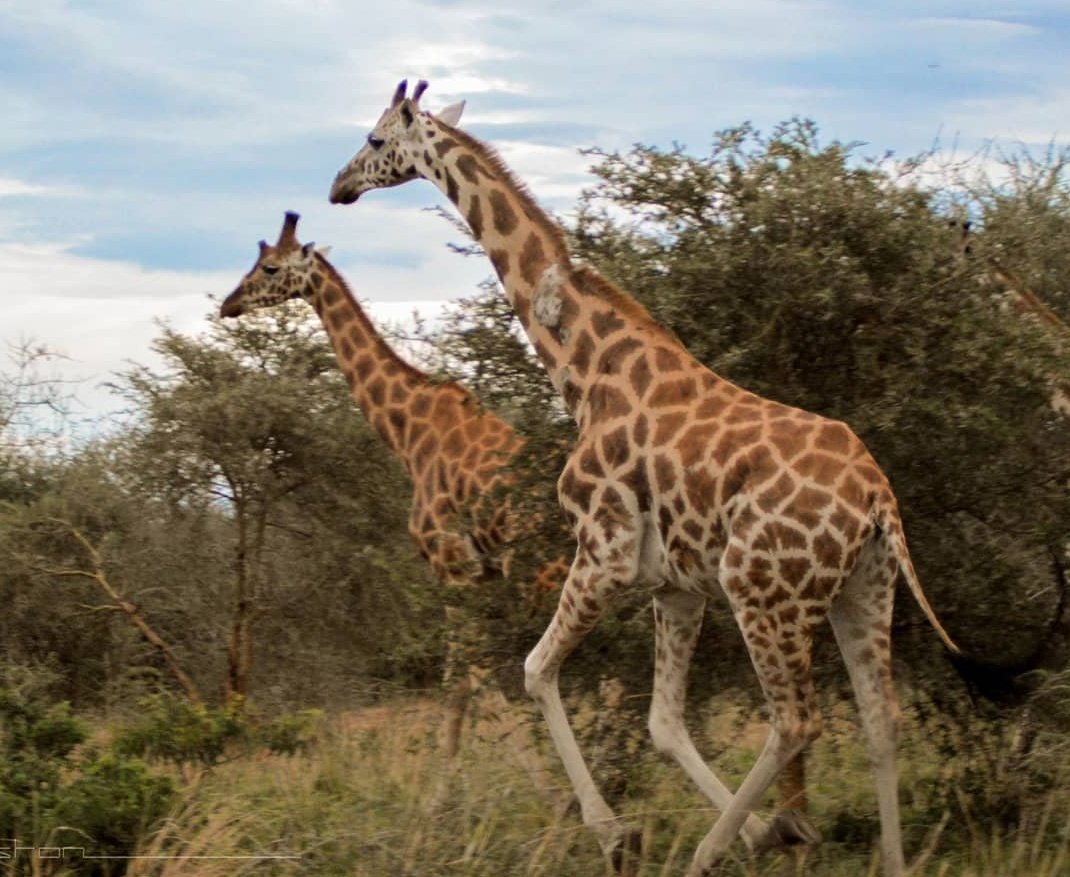 Scruggzy's tweet image. Ooh, good Q😊

We&apos;re doing a trauma-informed #NonviolenceForCommunication webinar tonight (&apos;#WhyEmpathy&apos;), if you wanna explore the answer?

-&amp;gt; theempathyguy.square.site &amp;lt;-