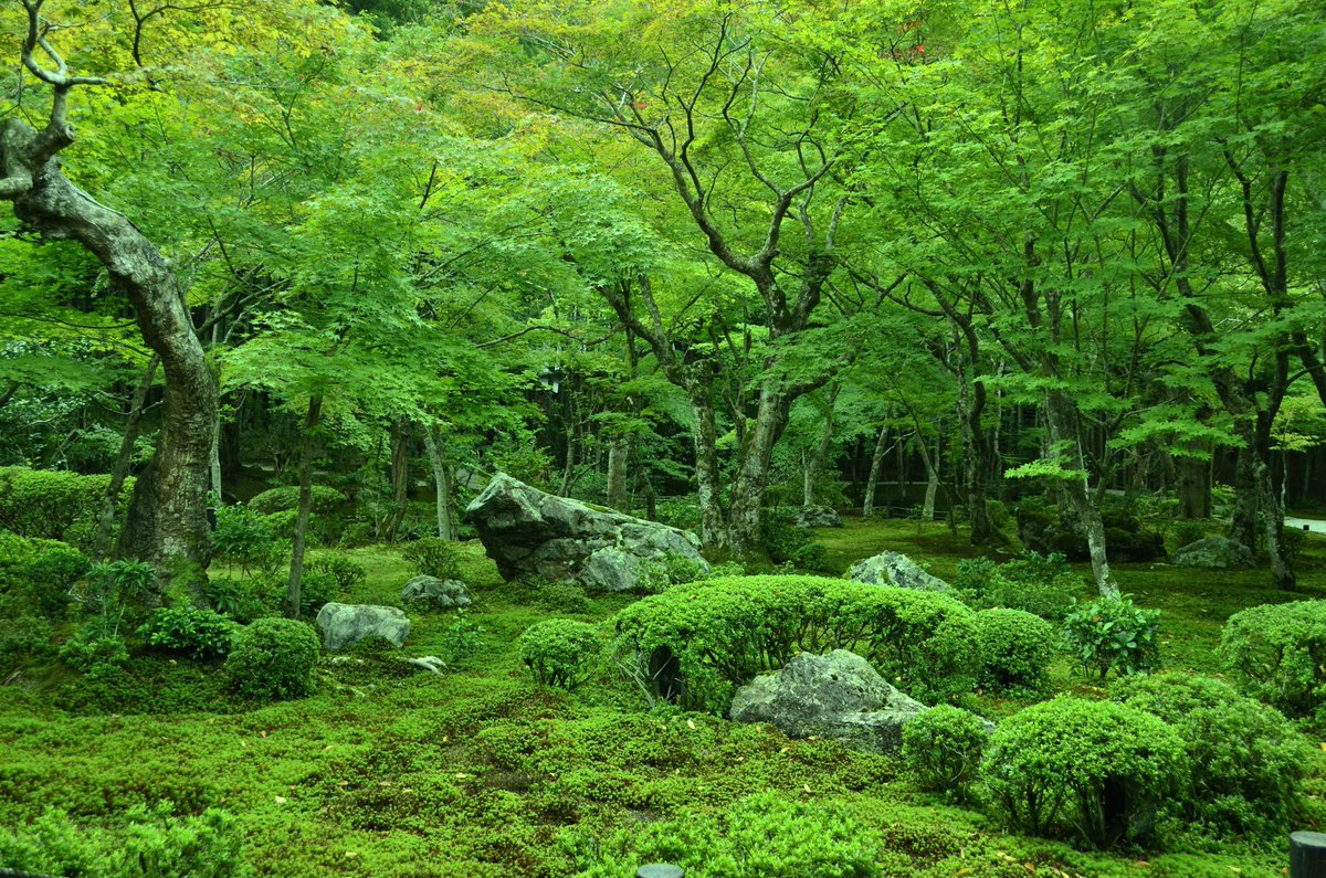 Yohei 彩りログ Ar Twitter 緑の世界 京都 圓光寺 緑は見ているだけで癒され 好きな色です 自然 風景 夏 緑 癒し 日本の彩り 写真好きな人と繋がりたい ファインダー越しの私の世界 キリトリセカイ