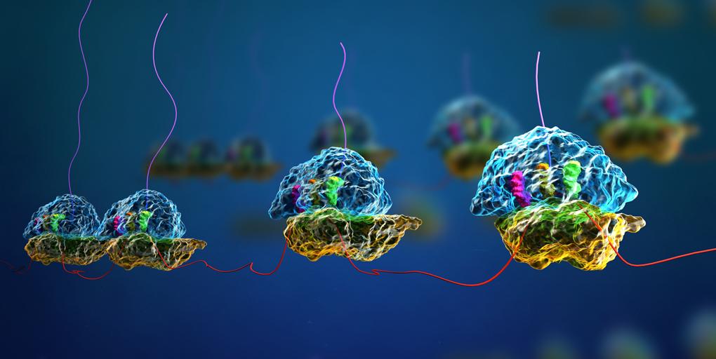 Differentiation of #cancer stem cells halts protein and ribosomal RNA synthesis. <a href="/clara_morral/">Clara Morral Martinez</a> <a href="/BatlleLab/">The BATLLE Lab</a> <a href="/IRBBarcelona/">IRB Barcelona</a> #ColorectalCancer bit.ly/2yEX9rE