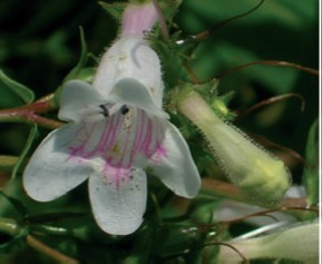 Kessler Laboratory (@kessler_lab) on Twitter photo New Study: On nectar chemistry and flower signal honesty.
researchgate.net/publication/34… New Study: On nectar chemistry and flower signal honesty.
researchgate.net/publication/34…