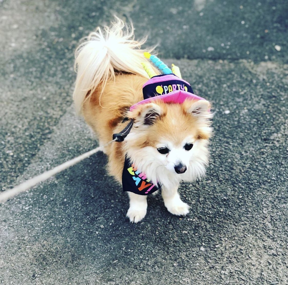 BaileyRadioChi's tweet photo. I iz ready for my birthday shenanigans 🥳🎈🎉❤️ https://t.co/7Ytgb0Dl5Q