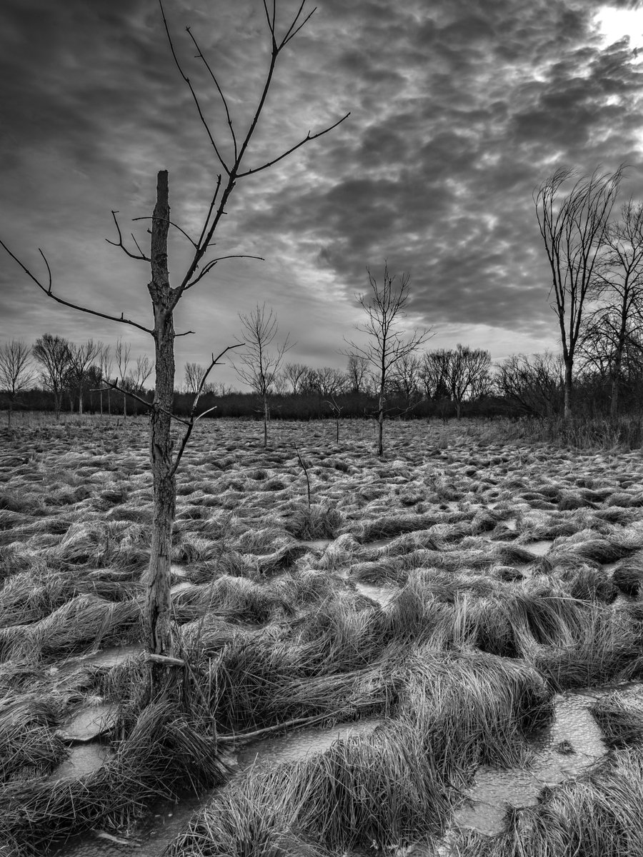 forestpreserves's tweet photo. The forest preserves #sustain, #inspire, and #unite us every day. Today we are #InspiredBy #Wonder.

#fotfp #NatureLovesChicago #NaturalezaAmaChicago #EarthDay50

Photo credit: Sedge Meadow At Spring Lake in Barrington by Ken DeMuth https://t.co/HmmOx4DE2Y