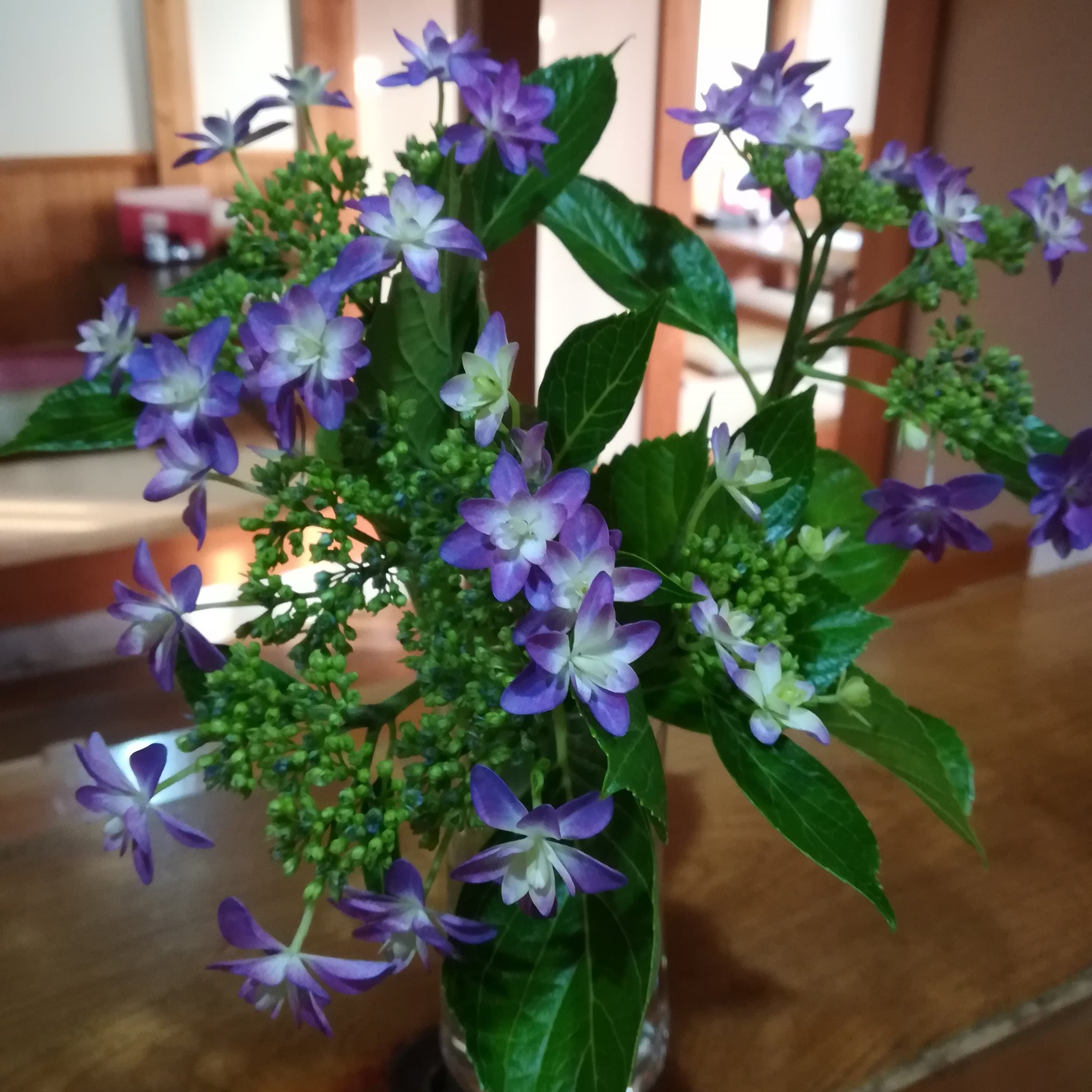 華山 姉から貰った 紫陽花 そう 紫色と白の星みたいな花を付けた可愛らしいのがアジサイ なんて名前なんだろう 名前知らなくても綺麗 紫陽花 星みたい きれい T Co Nptrkjvlew Twitter