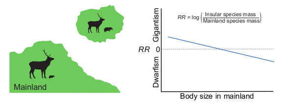To test the rule, we regressed the ratio between the mean an insular body size and the (ancestral) mainland body size, against the body mass of mainland populations. A positive intercept and negative slope would provide broad-scale support for the island rule.