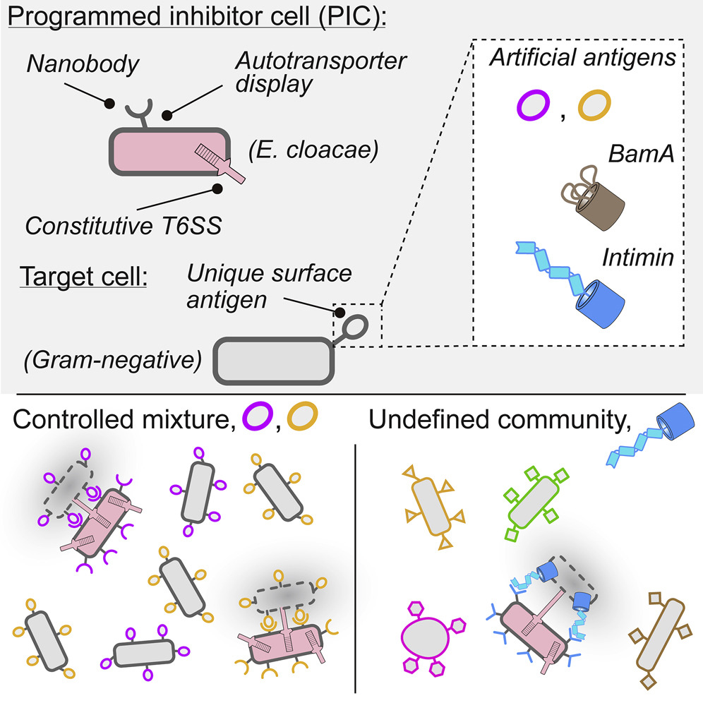 Excited to share our study on anti-bacterial weapon! We develop “Programmed Inhibitor Cells“ that direct the Type VI secretion system against specified target cells #T6SS
doi.org/10.1016/j.chom…

Thanks to Esteban Martínez, <a href="/vdlorenzo_CNB/">Víctor de Lorenzo</a>, <a href="/mraffatellu/">Dr. Manuela Raffatellu is @manuelar.bsky.social</a>, and many co not on twitter