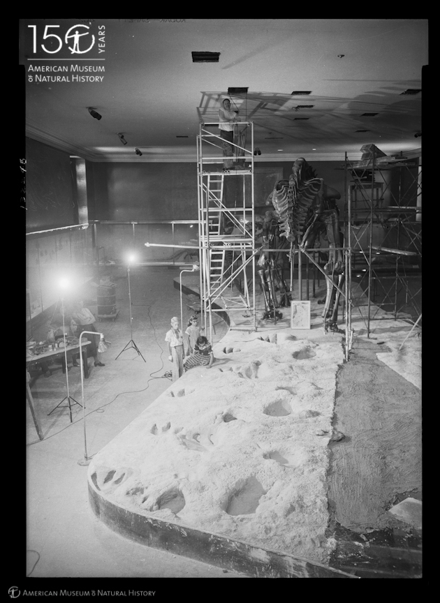 AMNH's tweet photo. #TBT to 1952! In this image, the Glen Rose Trackway is being installed at the Museum. The trackway is a 107-million-year-old series of fossilized dinosaur footprints. It was excavated from the bed of the Paluxy River in Texas. More: https://t.co/8oLd2ma7gG #AMNH150 (1/2)🦕 https://t.co/jmt67SPrvc