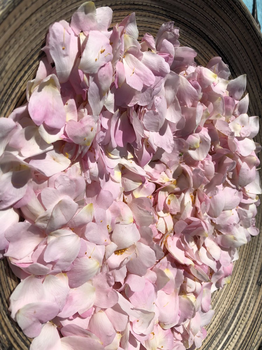 SylSoulfood's tweet image. MrLennon... Employee of the month!! Checking the harvest of roses for jam... #edibleflowers #rosejam #frommygarden #myrecipe #mrlennon #dogsoftwitter #DogLife #DogLover