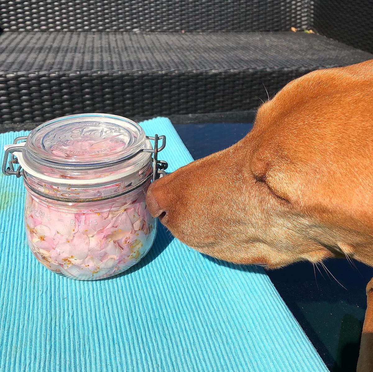 SylSoulfood's tweet image. MrLennon... Employee of the month!! Checking the harvest of roses for jam... #edibleflowers #rosejam #frommygarden #myrecipe #mrlennon #dogsoftwitter #DogLife #DogLover