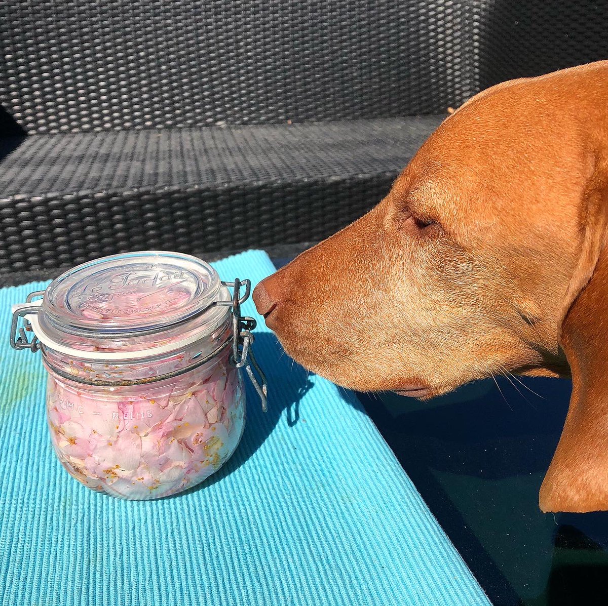 SylSoulfood's tweet image. MrLennon... Employee of the month!! Checking the harvest of roses for jam... #edibleflowers #rosejam #frommygarden #myrecipe #mrlennon #dogsoftwitter #DogLife #DogLover