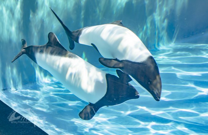 決断のtwitterイラスト検索結果 決断のtwitterイラスト検索結果