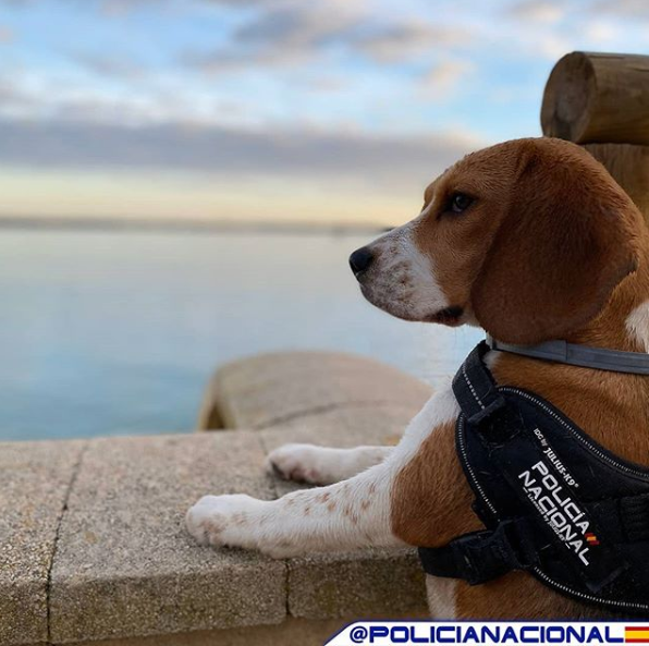 Policía Nacional tweet media