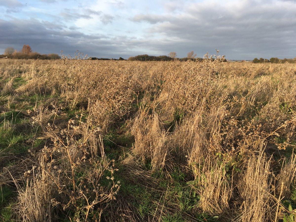 A few months ago I made a slightly mad decision to buy a field. Here's a picture of the sort of vegetation it contained in December. I did it because I've been interested in the idea of rewilding ever since  @GeorgeMonbiot planted it in my mind.  1/