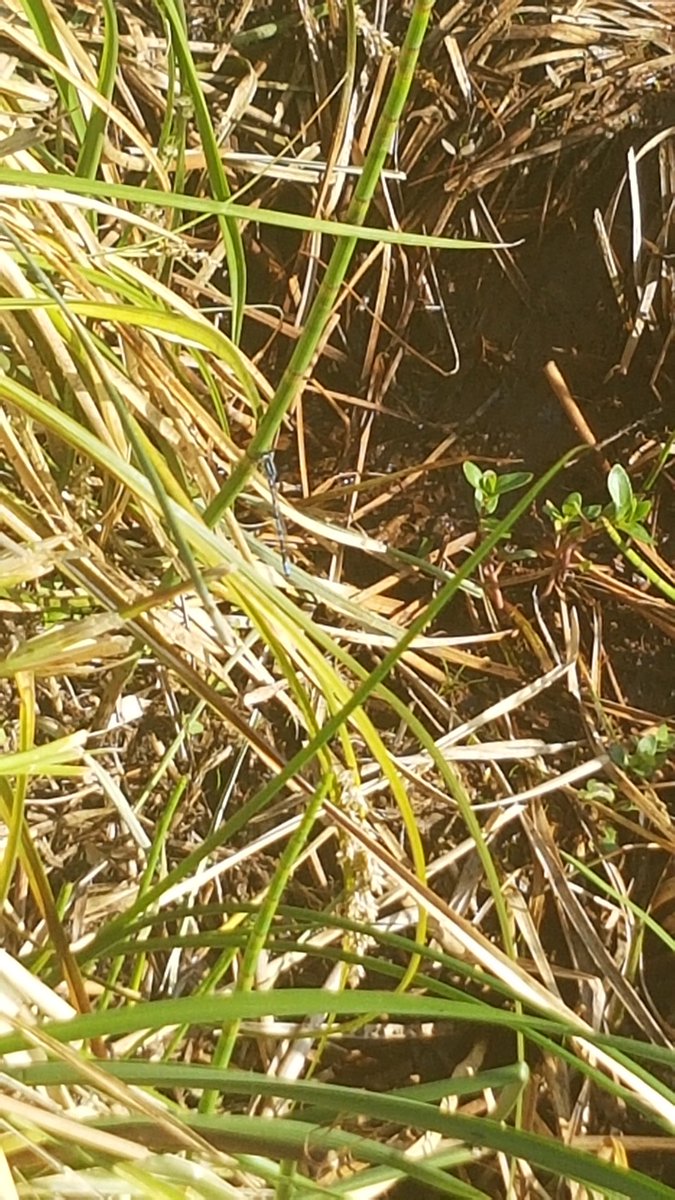 ROBgilb's tweet photo. Downs banks looking the butterflies and other things saw no butterfly of note. Found lots of damselflies and dragonflies and 2 moth sp yellowshell and brown silver-line. No idea on the odanta sp? #MothsMatter #downsbanks #staffordshirewildlife https://t.co/Tv6ArTDEvb
