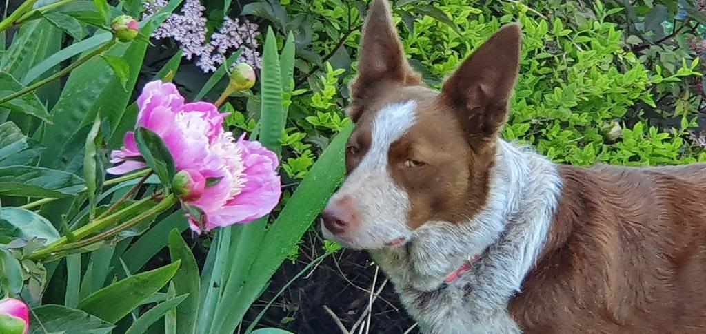 Ruby86814902's tweet photo. Don't forget to smell the #Flowers
#paeonies
#DogsofTwittter #dogsduringlockdown #bordercollie #thursdayvibes https://t.co/7eABIt96Tn