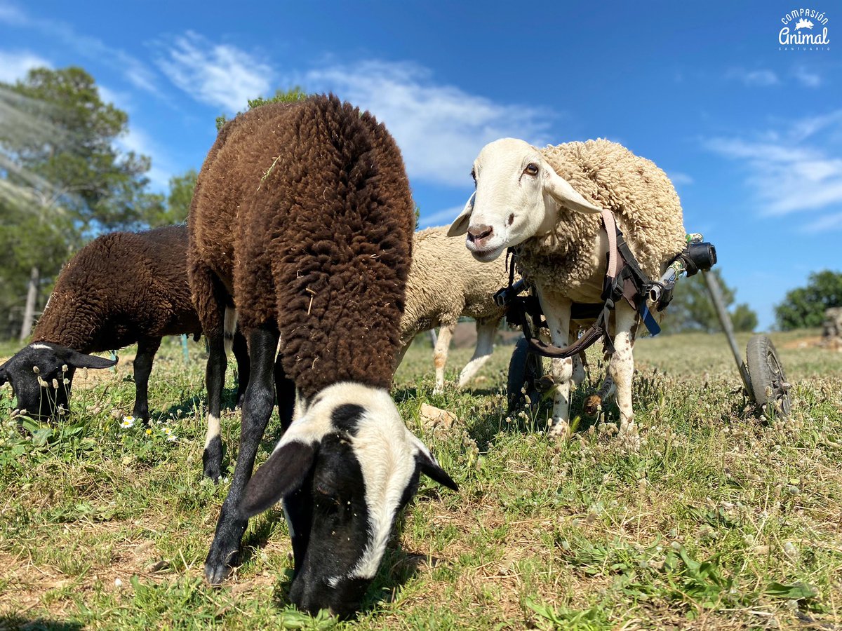 CompasionAnimal's tweet image. Nadie hace tantos amigos en el Santuario como Barto. 
Barto fue desechado en la granja nada más nacer por sufrir una problema de movilidad en sus patas traseras.
Gracias a su sillita de ruedas lleva tres años disfrutando de la vida en el santuario.
