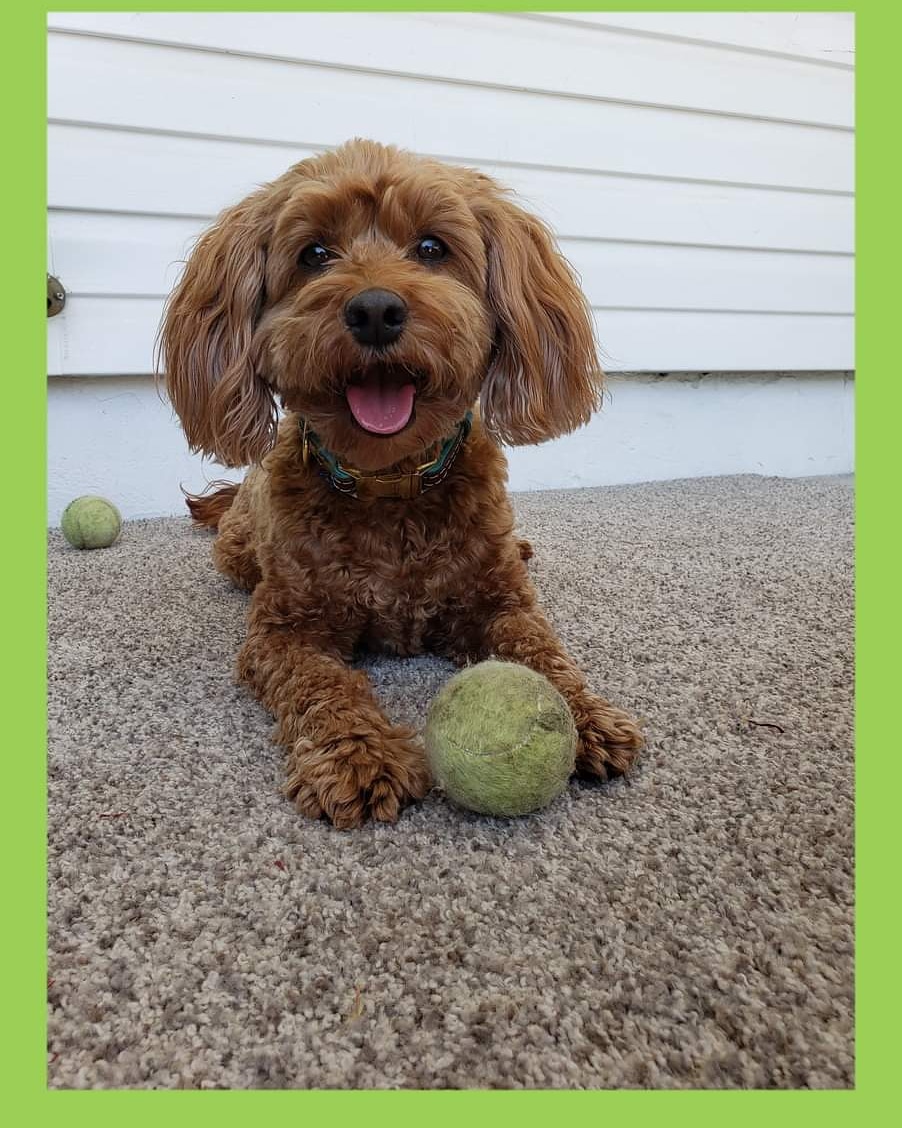 salspalsnj's tweet photo. Ollie playing in the yard...
#pet #pets #petsitting #dog #dogs #doglovers #dogwalker #dogsitting #dogwalking #gooddogsrule #dogsofgoogle #dogsareawesome #doggydaycare #dogsofinstagram #dogwalkingservices #dailydog #dogoftheday #dogsofinta #instagood #petsofinstagram #WestfieldNJ https://t.co/GOarRDV1hJ