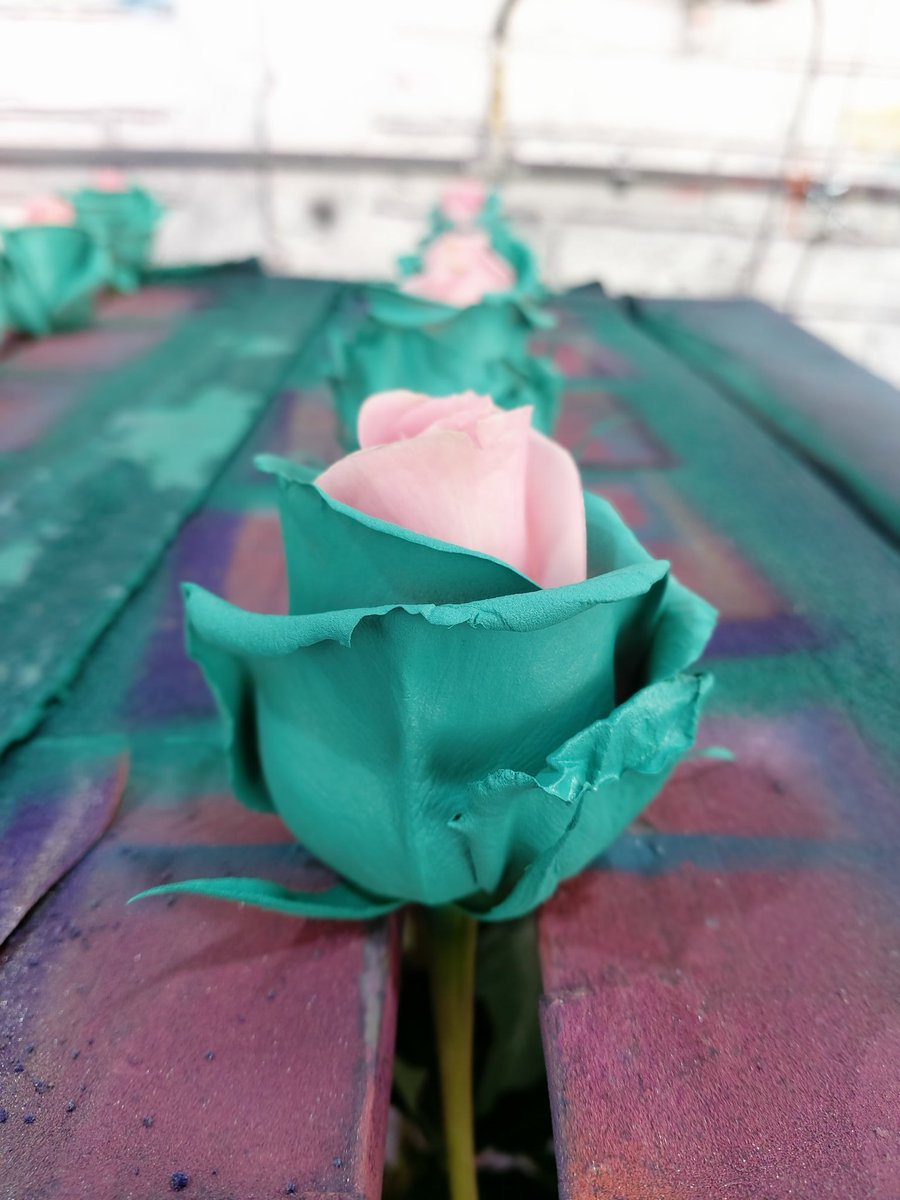 Franklin090's tweet photo. Roses personalized https://t.co/92PzH9WRxK