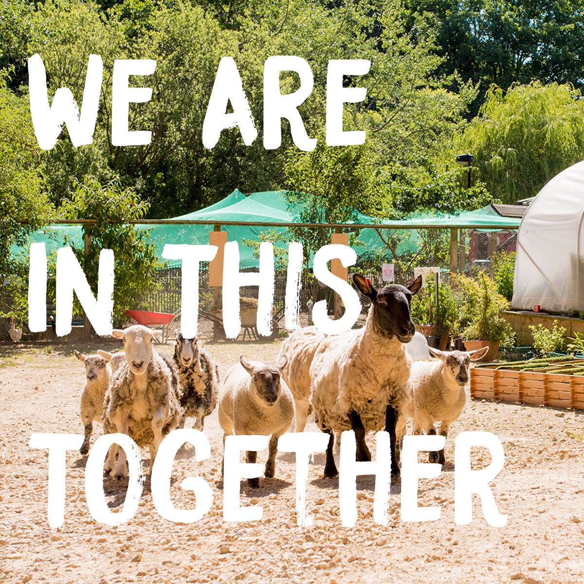 Our animals, team and trainees can’t wait to welcome you back soon.  If you’d like to help us ensure our doors will open again, please donate what you can to bit.ly/2TPzKeB #ouseburnfarm #weareinthistogether