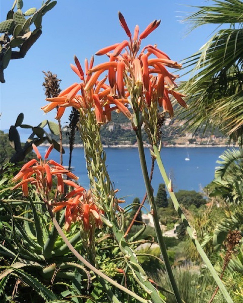 Villa Ephrussi de Rothschild - Saint-Jean-Cap-Ferrat

#nice #ilovenice #villavictorine #hotelnice #Nice06 #nizza #NiceHotel #visitNice #officdetourismenice #nice06000 #_cotedazur #cotedazurfrance #cotedazur #coteazur #frenchriviera 
#suddelafrance #villaephrussiderothschild