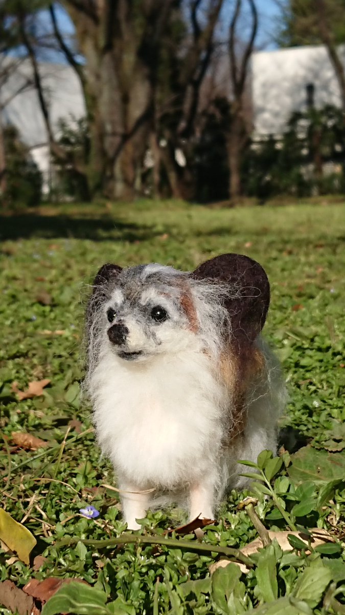 ほっこりきのこ Hokkori Kinoko Twitter
