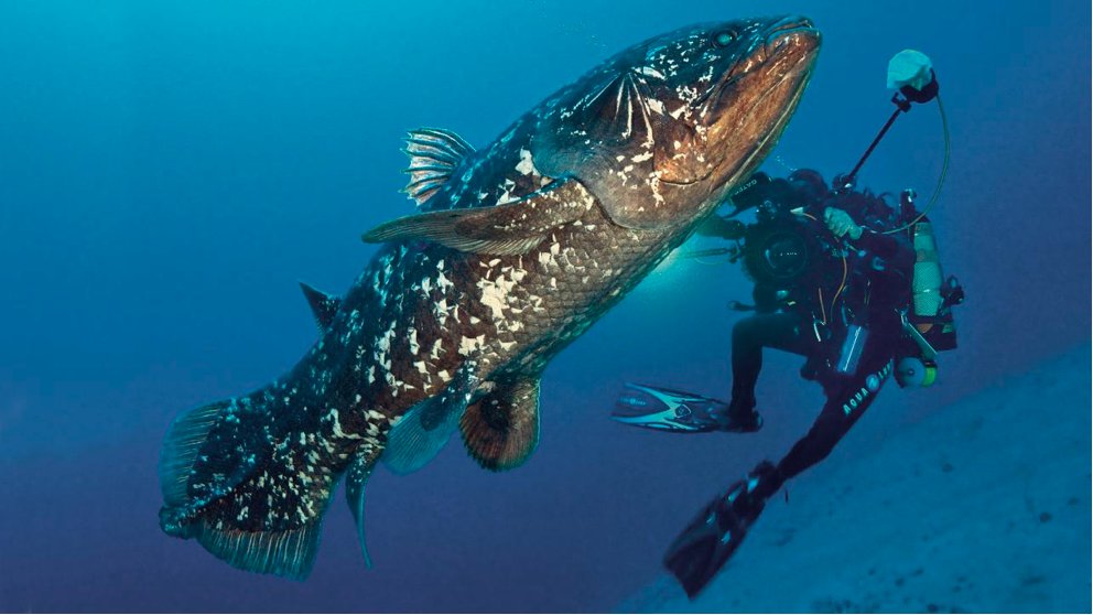 Finally, Coelacanths are beautiful and can grow pretty large.